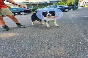 CLINIQUE VETERINAIRE DE FERRETTE